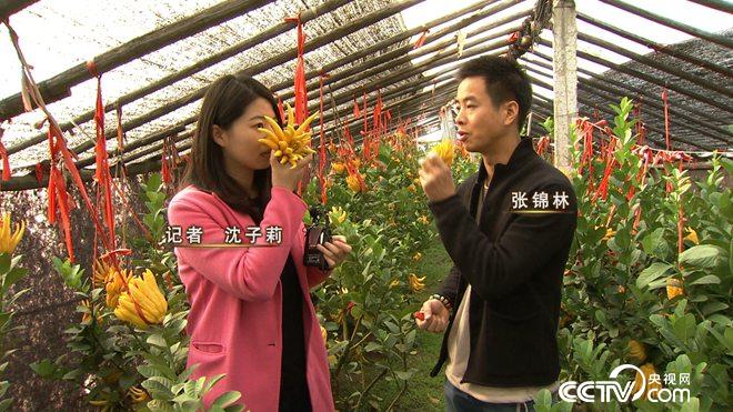 [致富经]张开手指 一亩能卖60万