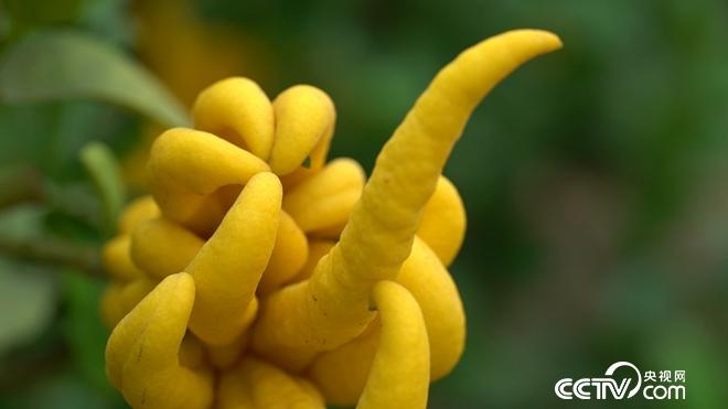 [致富经]张开手指 一亩能卖60万