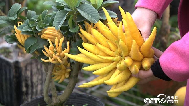 [致富经]张开手指 一亩能卖60万