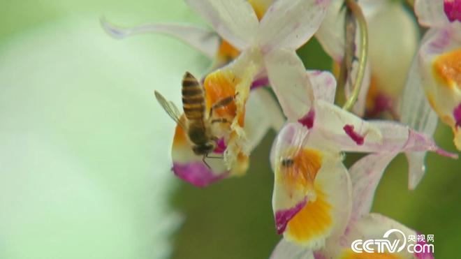 陷入绝境后 他跑进深山靠什么年入4000万？