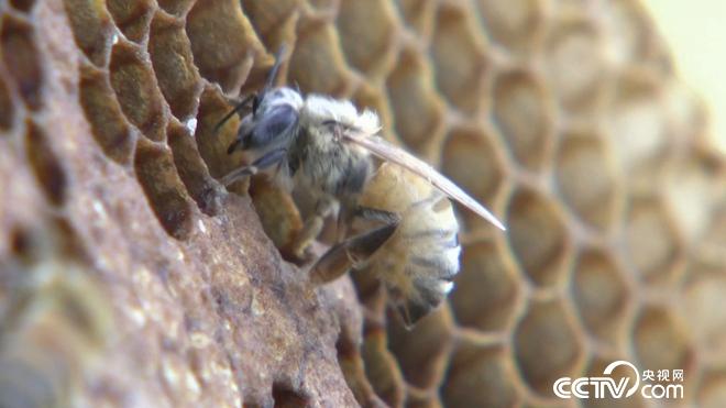 陷入绝境后 他跑进深山靠什么年入4000万？