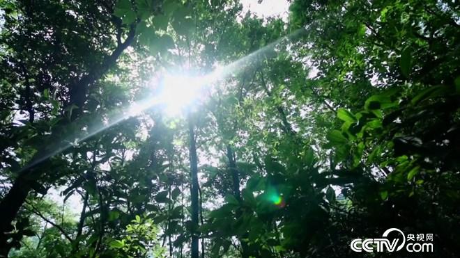 陷入绝境后 他跑进深山靠什么年入4000万？