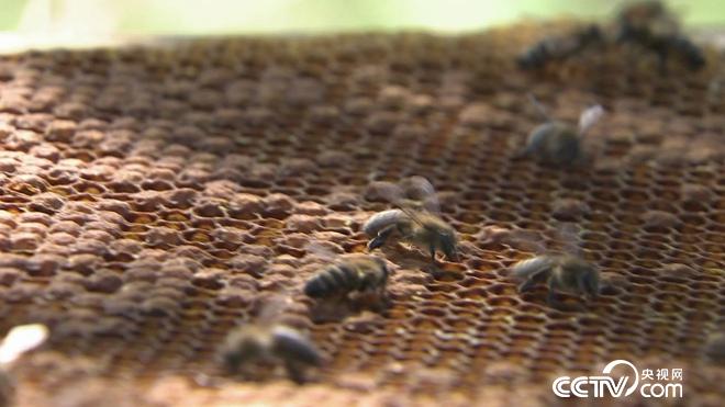 陷入绝境后 他跑进深山靠什么年入4000万？