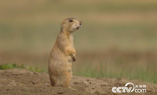 绿色时空：土拨鼠的语言世界 1月21日