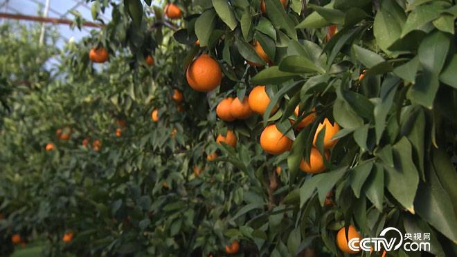 乡土：象山的冬日 1月22日