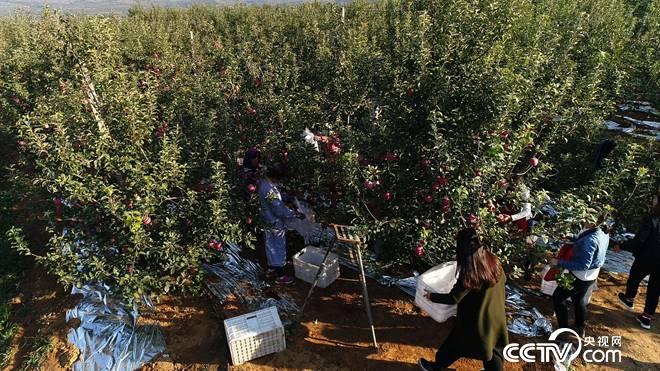 四朵姐妹花进大山 年入2500万的秘密