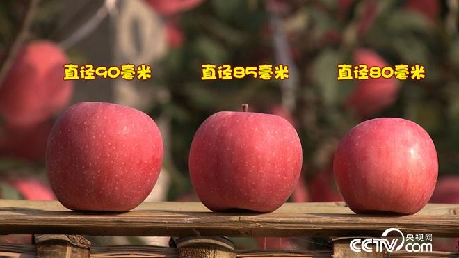 四朵姐妹花进大山 年入2500万的秘密