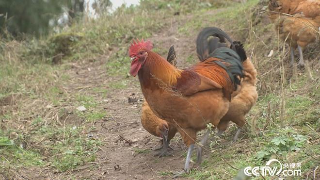 无臂男 富家女 非凡的爱情与财富