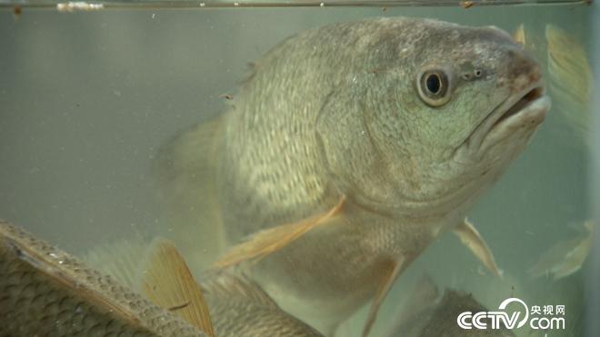 牛哥遇骗局 反赚亿万财