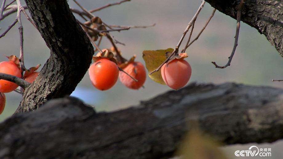 50天入2000万 小镇女人古法赚钱