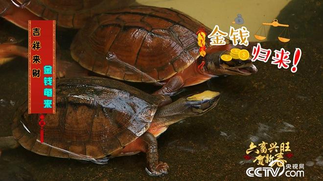 六畜兴旺贺新春 谁是挣钱王