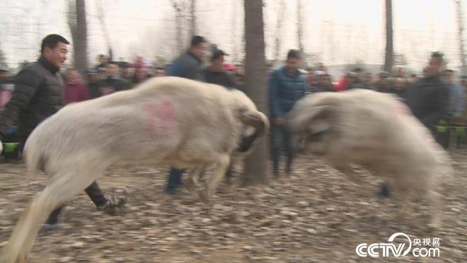 乡土：幸福中国年 菏泽闹正月 3月8日