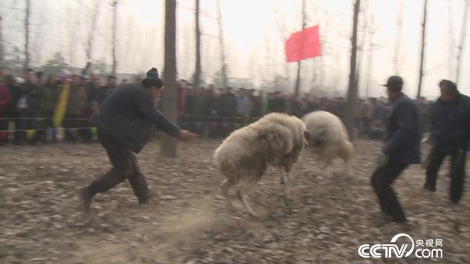 乡土：幸福中国年 菏泽闹正月 3月8日