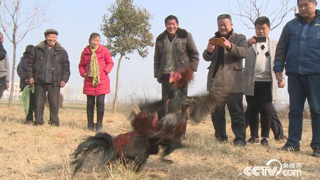 乡土：幸福中国年 菏泽闹正月 3月8日