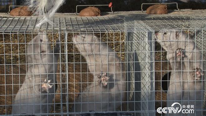 财富雪里来 越冷越值钱