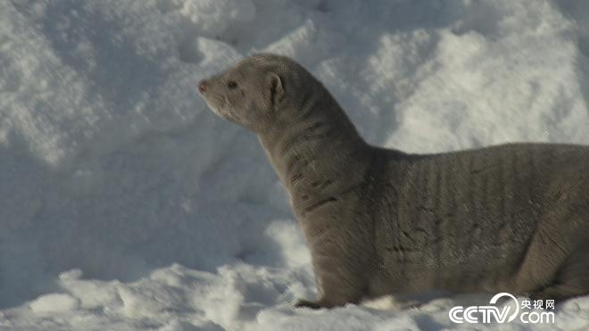 财富雪里来 越冷越值钱