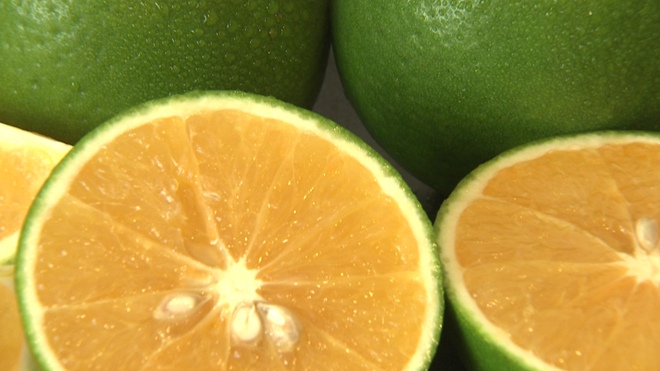 一年只绿40天 谁能抢到谁赚钱