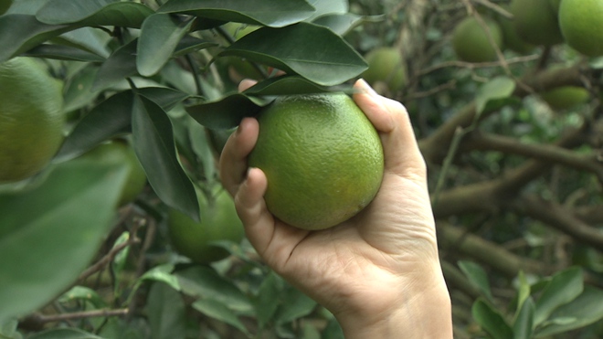 一年只绿40天 谁能抢到谁赚钱