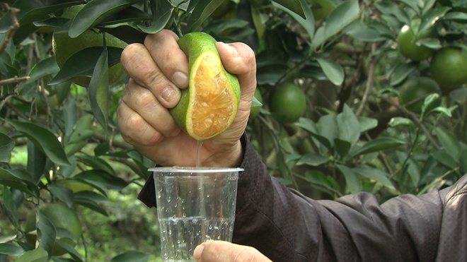 一年只绿40天 谁能抢到谁赚钱