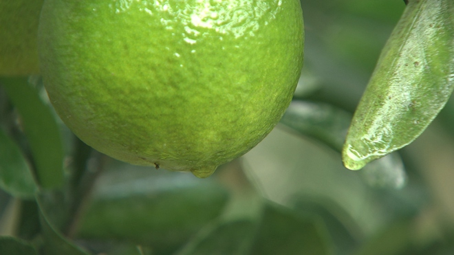 一年只绿40天 谁能抢到谁赚钱