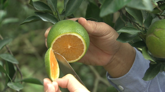 一年只绿40天 谁能抢到谁赚钱