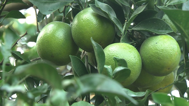 一年只绿40天 谁能抢到谁赚钱