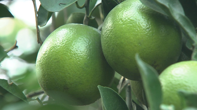 一年只绿40天 谁能抢到谁赚钱