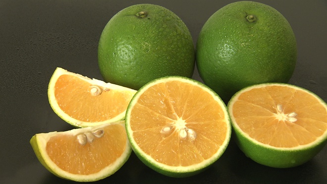 一年只绿40天 谁能抢到谁赚钱