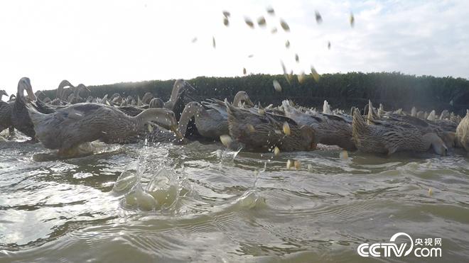 工薪小伙赶鸭下海 不到两年卖千万