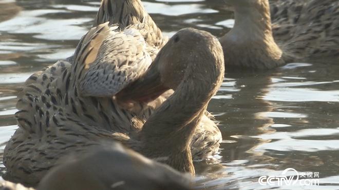 工薪小伙赶鸭下海 不到两年卖千万