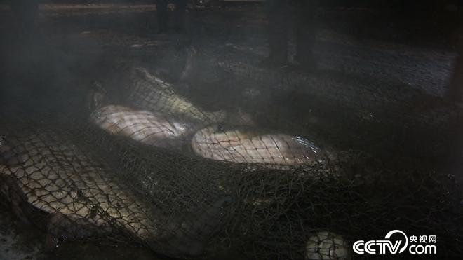 藏在冰面下十年的神秘财富