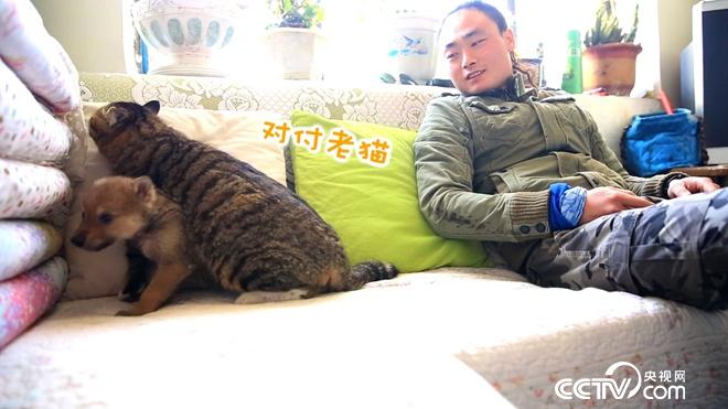 与狼共舞 别样狼财