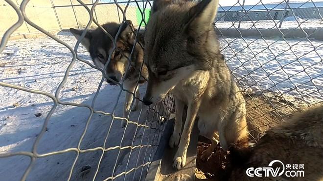 与狼共舞 别样狼财