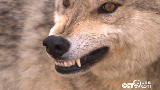 与狼共舞 别样狼财