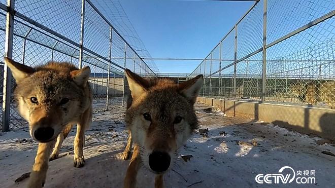 与狼共舞 别样狼财