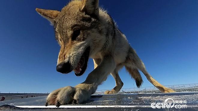 与狼共舞 别样狼财