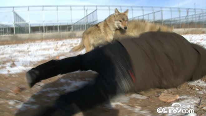 与狼共舞 别样狼财