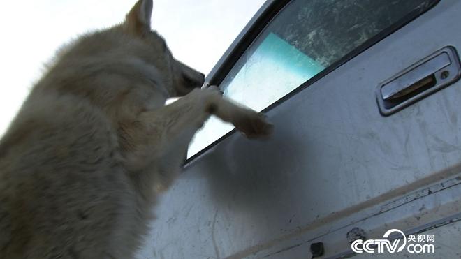 与狼共舞 别样狼财