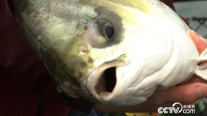 水下的稀奇财富 一个月要卖300万