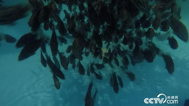 水下的稀奇财富 一个月要卖300万