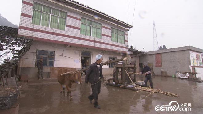 乡土：土城人家 4月6日