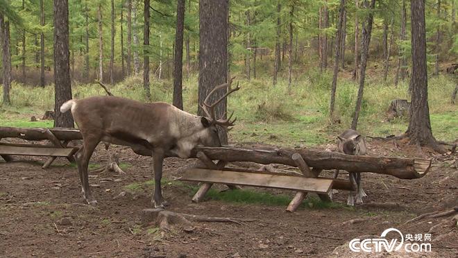 乡土：俺们都是东北人 4月11日