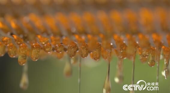 绿色时空：寻找自然养蜂的&ldquo;真相&rdquo; 4月15日