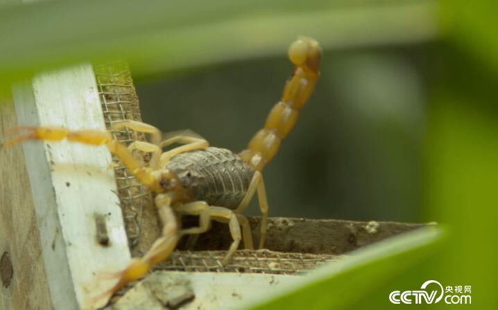 绿色时空：&ldquo;高招&rdquo;养殖 取之有道 5月13日