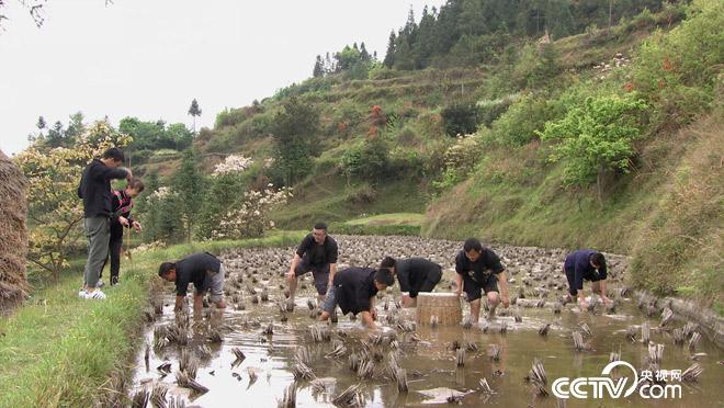 乡土：乡土中国 品味雷山 5月30日