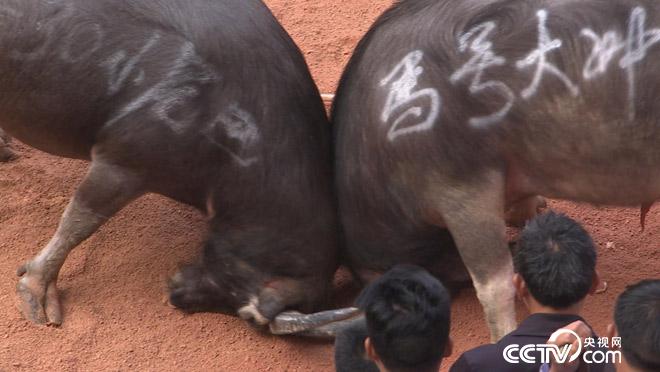 乡土：苗族狂欢节 5月31日