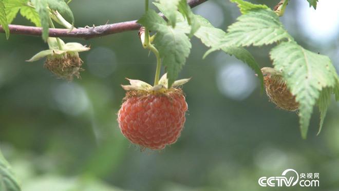 乡土：苦药味甜生活 7月3日
