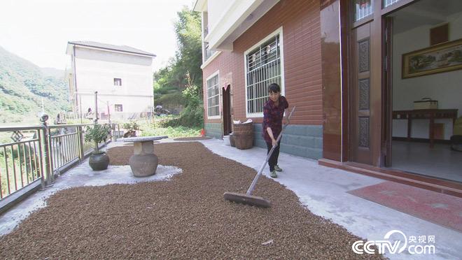 乡土：苦药味甜生活 7月3日