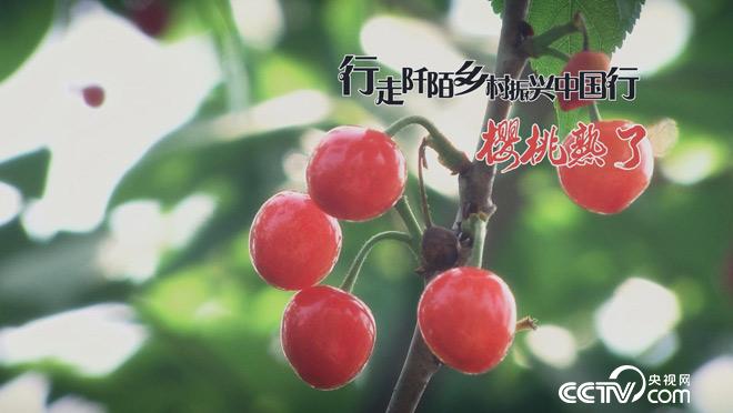 乡土：行走阡陌 乡村振兴中国行 樱桃熟了 7月5日
