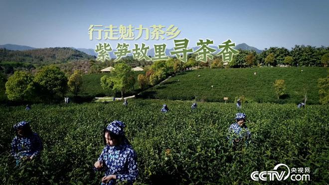 乡土：行走魅力茶乡 紫笋故里寻茶香 7月13日